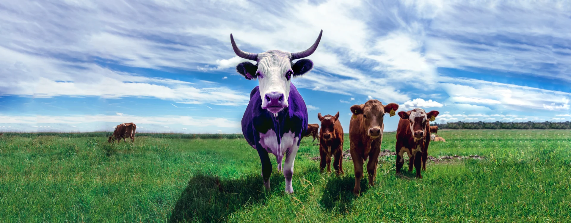 Distinguersi nel mercato come una mucca viola